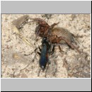 Anoplius infuscatus - Wegwespe 01b 10mm mit Wolfspinne.jpg